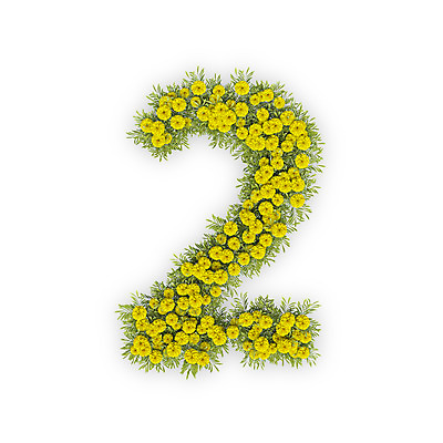 PSD 식물 편집이미지 문자 꽃 2 텍스트 국화 타이포그라피 사람없음 숫자 노란색 3D 편집3D 컬러 디지털합성 파일형식