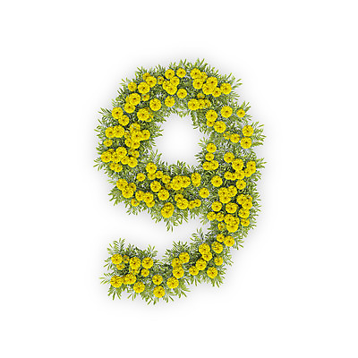 PSD 식물 편집이미지 문자 꽃 텍스트 국화 타이포그라피 사람없음 숫자 노란색 3D 구 9 편집3D 컬러 디지털합성 파일형식