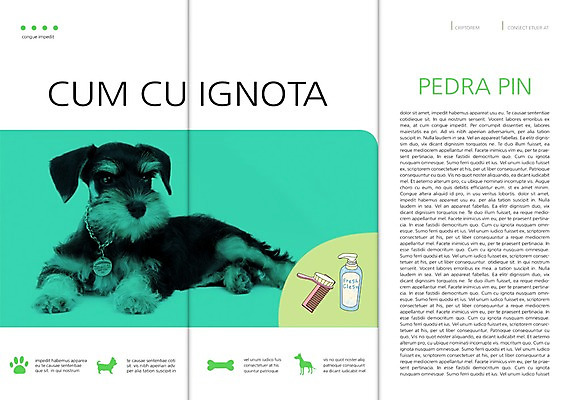 PSD 동물 템플릿 편집 한마리 표지디자인 북디자인 출판디자인 내지 리플렛 백그라운드 북커버 목걸이 3단접지 뼈 앉기 팜플렛 사람없음 반려동물 붓 머리빗 개 강아지 슈나우저 발자국 애견용품 샴푸 반려 이미지템플릿 반려용품 1 장신구 포유류 자국 모션 위생용품 미용용품 오브젝트 파일형식