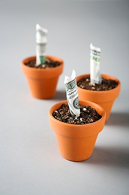 포토 JPG 스튜디오촬영 화분 백그라운드 지폐 돈 사람없음 아웃포커스 금융 경제 달러 흙 심기 국내포토 모션 촬영기법 실내 재산 파일형식