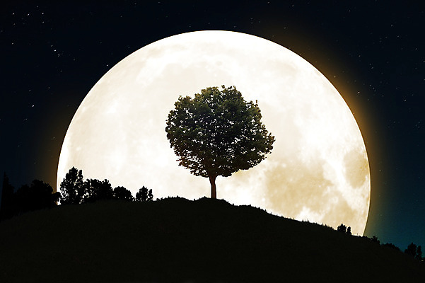 JPG 나무 식물 편집 편집이미지 실루엣 별 밤하늘 산 사람없음 야외 보름달 달 야간 언덕 합성 디지털아트 편집실사 자연요소 하늘 촬영기법 CG 파일형식