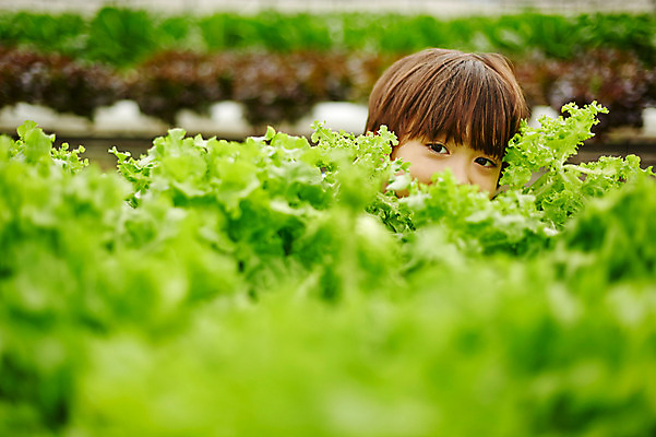 포토 JPG 주간 서양인 외국인 해외기획촬영 남자 아들 얼굴 어린이 채소 모션 2014년태국 한명 사람 상반신 야외 앞모습 신체부위 농장 체험 상추 즐거움 어린이만 소년만 소년한명만 국내포토 자연요소 1 감정 뷰포인트 컨셉 농업 가족 인종 남자만 남자한명만 파일형식