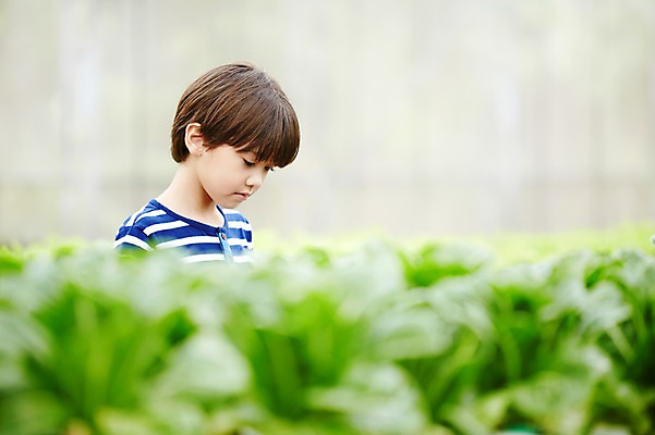 포토 JPG 주간 서양인 외국인 해외기획촬영 남자 아들 어린이 채소 모션 2014년태국 한명 서기 사람 상반신 야외 옆모습 농장 체험 상추 즐거움 어린이만 소년만 소년한명만 내려보기 국내포토 자연요소 1 감정 뷰포인트 컨셉 농업 가족 인종 남자만 남자한명만 파일형식