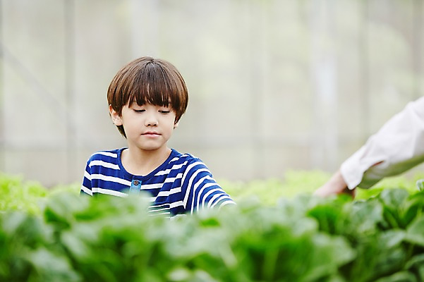 포토 JPG 주간 서양인 외국인 해외기획촬영 남자 아들 어린이 채소 모션 2014년태국 한명 서기 사람 상반신 야외 앞모습 농장 체험 상추 즐거움 어린이만 소년만 소년한명만 국내포토 자연요소 1 감정 뷰포인트 컨셉 농업 가족 인종 남자만 남자한명만 파일형식