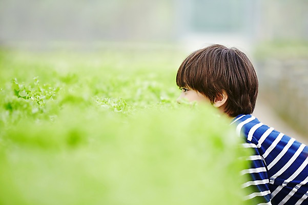 포토 JPG 주간 서양인 외국인 해외기획촬영 응시 남자 아들 어린이 채소 모션 2014년태국 한명 서기 사람 상반신 야외 옆모습 농장 체험 상추 즐거움 어린이만 소년만 소년한명만 국내포토 자연요소 1 시선 감정 뷰포인트 컨셉 농업 가족 인종 남자만 남자한명만 파일형식