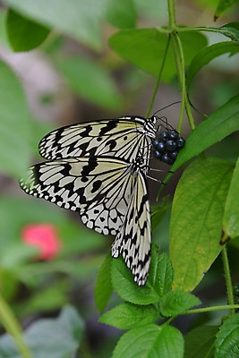 포토 JPG 주간 식물 동물 열매 나비 곤충 잎 두마리 자연 나뭇잎 풍경 근접촬영 사람없음 야외 아웃포커스 국내포토 자연요소 뷰포인트 2 촬영기법 생태계 파일형식
