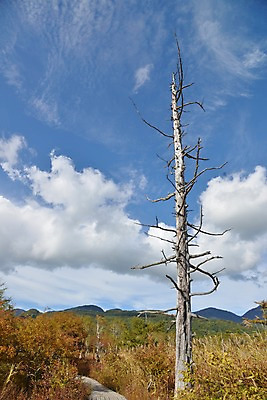 포토 JPG 주간 나무 식물 구름 자연 하늘 산 풍경 사람없음 야외 맑음 고목 국내포토 자연요소 날씨 생태계 파일형식