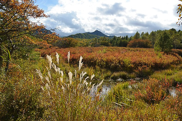 포토 JPG 주간 나무 식물 구름 호수 자연 하늘 산 갈대 풍경 사람없음 야외 숲 국내포토 자연요소 생태계 파일형식