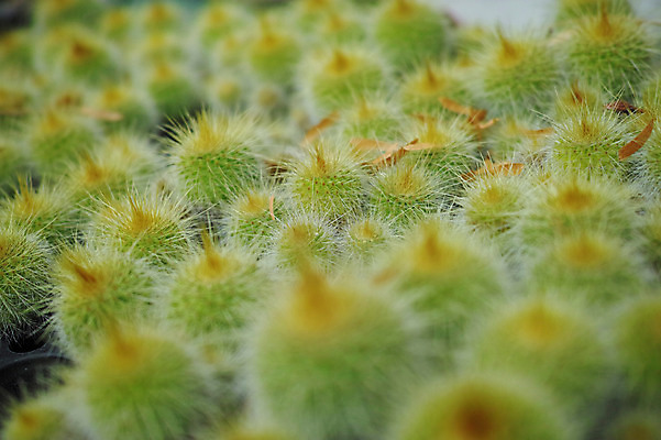 포토 JPG 식물 컬러 백그라운드 자연 선인장 근접촬영 사람없음 아웃포커스 초록색 가시 트로피컬아트 국내포토 뷰포인트 촬영기법 그림 생태계 파일형식