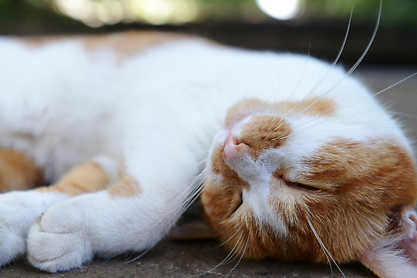 포토 JPG 주간 동물 한마리 포유류 수염 근접촬영 사람없음 야외 아웃포커스 반려동물 눕기 눈감음 고양이 잠 동물라이프 반려 국내포토 자연요소 1 라이프스타일 뷰포인트 모션 촬영기법 파일형식