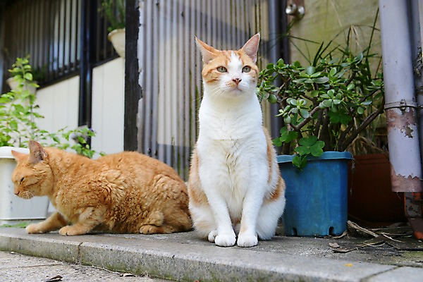 포토 JPG 주간 식물 동물 화분 두마리 포유류 앉기 사람없음 야외 반려동물 고양이 동물라이프 반려 국내포토 자연요소 라이프스타일 2 모션 파일형식