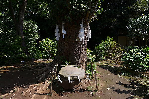 포토 JPG 주간 나무 식물 전통 해외풍경 아시아 종교 종이 일본문화 풍경 사람없음 야외 일본 돌_바위 바위 숲 일본전통 미신 오미쿠지 제단 국내포토 자연요소 동양문화 해외 나라 외국문화 파일형식