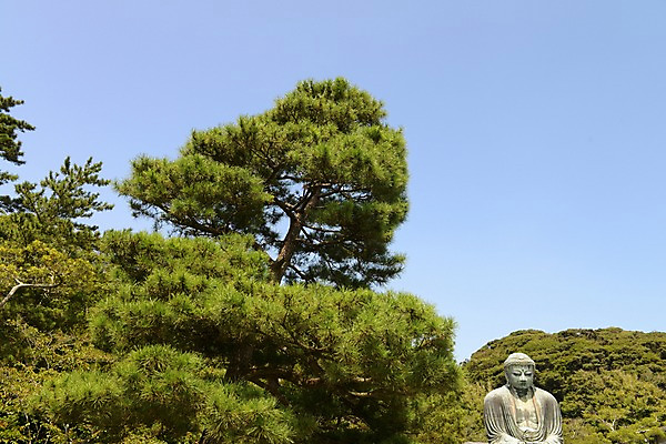 포토 JPG 주간 나무 식물 전통 종교 불교 일본문화 종교시설 하늘 풍경 사람없음 야외 조형물 일본 사찰 숲 불상 부처 일본전통 국내포토 자연요소 동양문화 아시아 외국문화 종교건축 미술 시설 파일형식