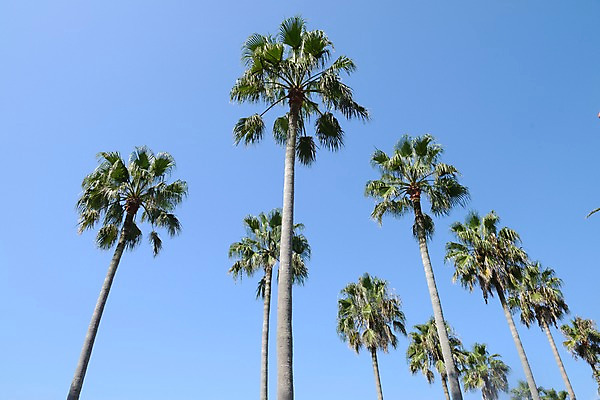 포토 JPG 주간 나무 식물 로우앵글 자연 하늘 풍경 사람없음 야외 야자수 열대식물 국내포토 자연요소 뷰포인트 생태계 파일형식