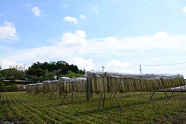 포토 JPG 주간 나무 식물 구름 하늘 건조 풍경 사람없음 야외 농사 수확 추수 벼 농촌 국내포토 자연요소 농업 곡류 시골 파일형식