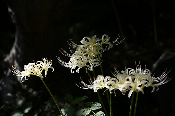 포토 JPG 주간 식물 꽃 여러송이 자연 근접촬영 사람없음 야외 아웃포커스 국내포토 자연요소 뷰포인트 다수 촬영기법 생태계 파일형식