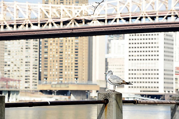 포토 JPG 주간 동물 한마리 해외풍경 건축물 난간 갈매기 조류 아메리카 풍경 빌딩 사람없음 야외 아웃포커스 강 도시풍경 고층빌딩 미국 도시 뉴욕 가교 루즈벨트섬 국내포토 자연요소 1 해외 건축 섬 북아메리카 촬영기법 건물 대륙 파일형식