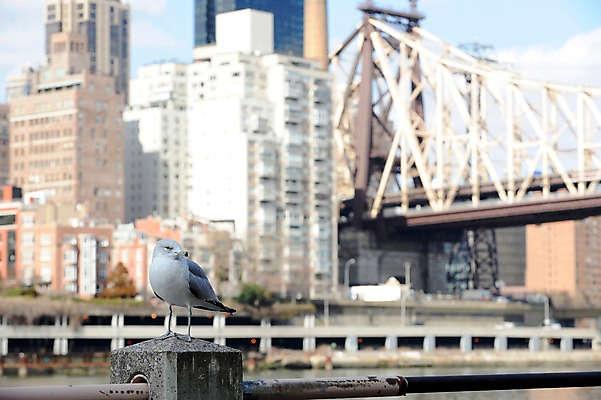 포토 JPG 주간 동물 한마리 해외풍경 건축물 난간 갈매기 조류 아메리카 풍경 빌딩 사람없음 야외 아웃포커스 강 도시풍경 고층빌딩 미국 도시 뉴욕 가교 루즈벨트섬 국내포토 자연요소 1 해외 건축 섬 북아메리카 촬영기법 건물 대륙 파일형식