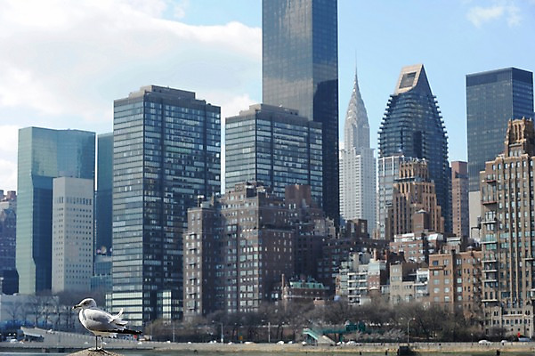 포토 JPG 주간 동물 구름 한마리 해외풍경 건축물 현대건축 갈매기 조류 하늘 아메리카 풍경 빌딩 사람없음 야외 도시풍경 고층빌딩 미국 도시 도심 뉴욕 루즈벨트섬 국내포토 자연요소 1 해외 건축 섬 북아메리카 건물 대륙 파일형식