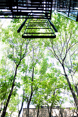 포토 JPG 주간 나무 식물 해외풍경 로우앵글 아메리카 풍경 사람없음 야외 건물 도시풍경 계단 미국 도시 뉴욕 브루클린 국내포토 자연요소 해외 건축물 뷰포인트 북아메리카 대륙 파일형식