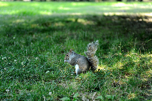 포토 JPG 주간 동물 한마리 공원 야생동물 자연 잔디 사람없음 야외 아웃포커스 설치류 먹이 먹기 다람쥐 청설모 국내포토 자연요소 식물 1 공공시설 모션 촬영기법 생태계 파일형식