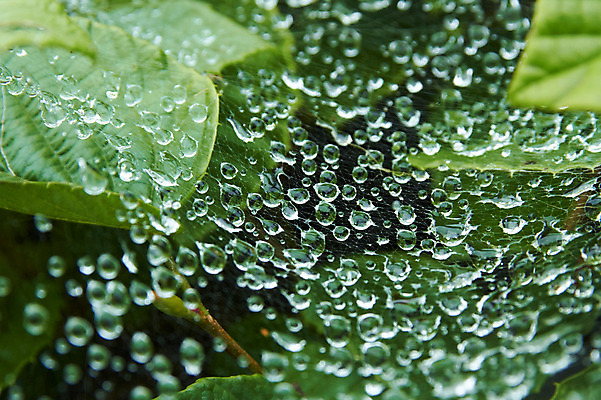 포토 JPG 식물 컬러 잎 자연 나뭇잎 근접촬영 사람없음 아웃포커스 초록색 물 촉촉함 물방울 이슬 거미줄 국내포토 자연요소 뷰포인트 촬영기법 젖음 생태계 파일형식