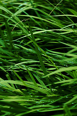 포토 JPG 식물 컬러 백그라운드 자연 근접촬영 사람없음 초록색 물 촉촉함 물방울 풀 이슬 국내포토 자연요소 뷰포인트 젖음 생태계 파일형식