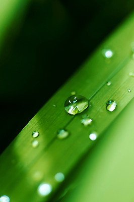 포토 JPG 식물 컬러 자연 나뭇잎 근접촬영 사람없음 아웃포커스 초록색 물 젖음 물방울 이슬 국내포토 자연요소 뷰포인트 잎 촬영기법 생태계 파일형식