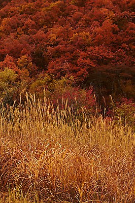 포토 JPG 주간 나무 식물 계절 단풍 자연 갈대 풍경 사람없음 야외 가을풍경 가을 풀 숲 국내포토 자연요소 잎 생태계 파일형식 가을_계절