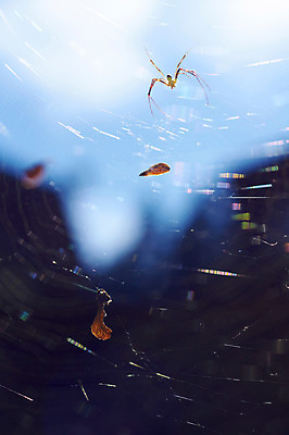 포토 JPG 주간 동물 한마리 곤충 자연 나뭇잎 근접촬영 사람없음 야외 아웃포커스 벌레 거미줄 거미 국내포토 자연요소 1 뷰포인트 잎 촬영기법 생태계 파일형식