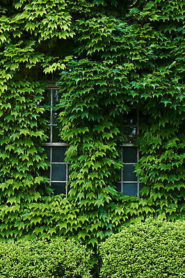 포토 JPG 주간 식물 건축물 컬러 창문 자연 사람없음 야외 초록색 담쟁이덩굴 국내포토 자연요소 건축 덩굴 생태계 파일형식