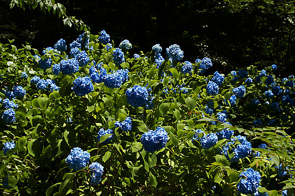 포토 JPG 주간 식물 꽃 컬러 여러송이 잎 꽃밭 자연 풍경 사람없음 야외 파란색 수국 국내포토 자연요소 다수 생태계 파일형식