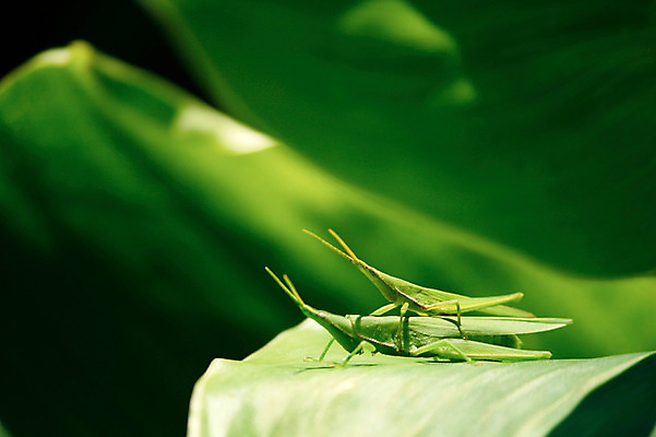 포토 JPG 주간 식물 동물 컬러 곤충 잎 두마리 자연 나뭇잎 근접촬영 사람없음 야외 아웃포커스 초록색 벌레 메뚜기 짝짓기 국내포토 자연요소 뷰포인트 2 촬영기법 생태계 파일형식