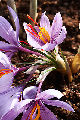 포토 JPG 주간 식물 꽃 컬러 여러송이 자연 근접촬영 사람없음 야외 아웃포커스 보라색 흙 꽃술_꽃 사프란 국내포토 자연요소 뷰포인트 다수 촬영기법 향신료 생태계 파일형식