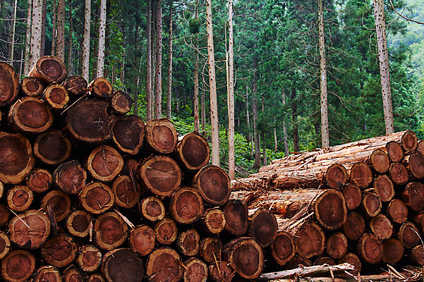 포토 JPG 주간 나무 식물 자연 사람없음 야외 목재 쌓기 숲 통나무 적재 벌목 벌채 국내포토 자연요소 재료 모션 생태계 파일형식