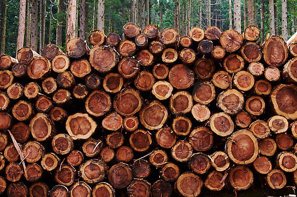 포토 JPG 주간 나무 식물 자연 사람없음 야외 목재 쌓기 숲 통나무 적재 벌목 벌채 국내포토 자연요소 재료 모션 생태계 파일형식