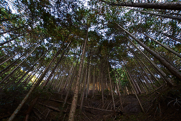 포토 JPG 주간 나무 식물 로우앵글 자연 풍경 사람없음 야외 숲 국내포토 자연요소 뷰포인트 생태계 파일형식