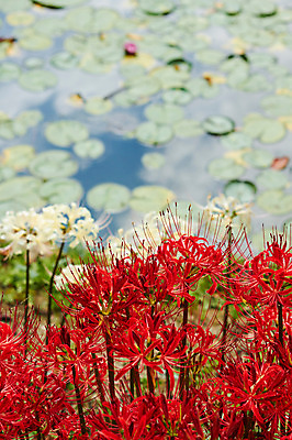 포토 JPG 주간 식물 꽃 호수 컬러 자연 풍경 사람없음 야외 아웃포커스 빨간색 연못 연잎 국내포토 자연요소 잎 촬영기법 생태계 파일형식