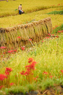 포토 JPG 주간 식물 꽃 자연 논 한명 사람 풍경 초원 야외 아웃포커스 농경지 농사 농촌 볏짚 농부 국내포토 자연요소 직업 1 농업 촬영기법 농장 시골 짚 생태계 파일형식