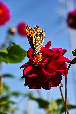 포토 JPG 주간 식물 동물 한마리 꽃 컬러 나비 곤충 자연 근접촬영 사람없음 야외 아웃포커스 빨간색 벌레 국내포토 자연요소 1 뷰포인트 촬영기법 생태계 파일형식