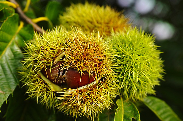 포토 JPG 주간 식물 계절 열매 자연 나뭇잎 근접촬영 사람없음 야외 아웃포커스 견과류 가을 가시 밤 밤송이 밤나무 국내포토 자연요소 나무 뷰포인트 잎 촬영기법 밤_견과류 생태계 파일형식
