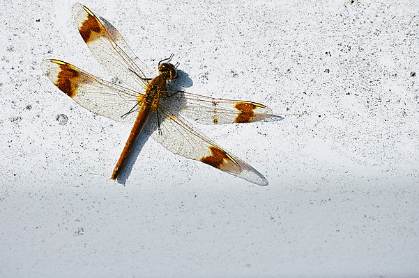 포토 JPG 주간 동물 한마리 벽 곤충 날개 자연 근접촬영 사람없음 야외 벌레 잠자리 국내포토 자연요소 1 뷰포인트 생태계 파일형식