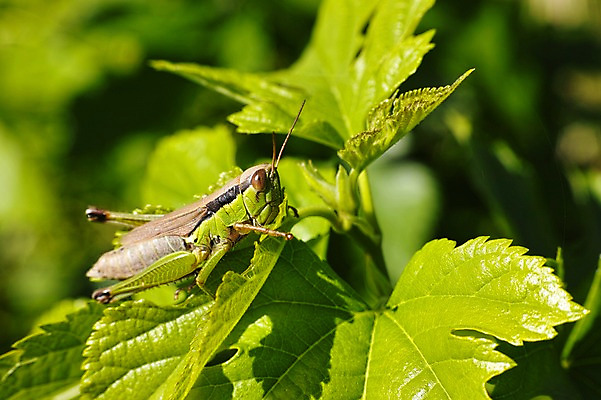 포토 JPG 주간 식물 동물 한마리 컬러 곤충 잎 자연 나뭇잎 근접촬영 사람없음 야외 아웃포커스 초록색 메뚜기 국내포토 자연요소 1 뷰포인트 촬영기법 생태계 파일형식