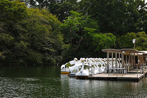 포토 JPG 주간 나무 식물 공원 호수 수상교통 오리 풍경 사람없음 야외 항구 놀이공원 오리배 선박 국내포토 자연요소 공공시설 교통수단 교통시설 조류 테마파크 파일형식