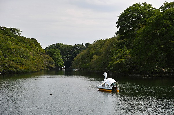 포토 JPG 주간 나무 식물 공원 호수 오리 풍경 사람없음 야외 놀이공원 연못 오리배 선박 국내포토 자연요소 공공시설 수상교통 조류 테마파크 파일형식