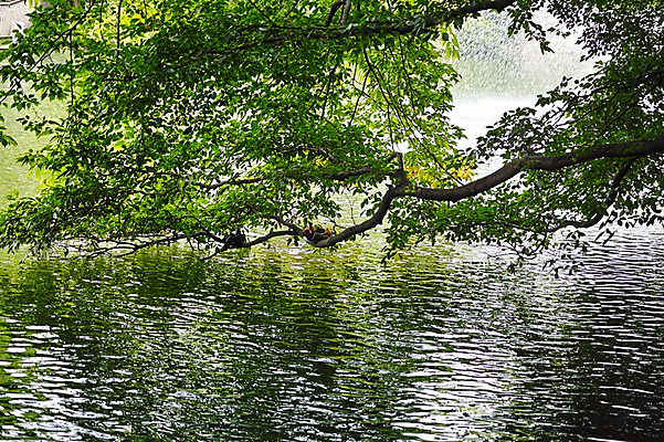 포토 JPG 주간 나무 식물 호수 자연 풍경 사람없음 야외 물 나뭇가지 연못 국내포토 자연요소 생태계 파일형식