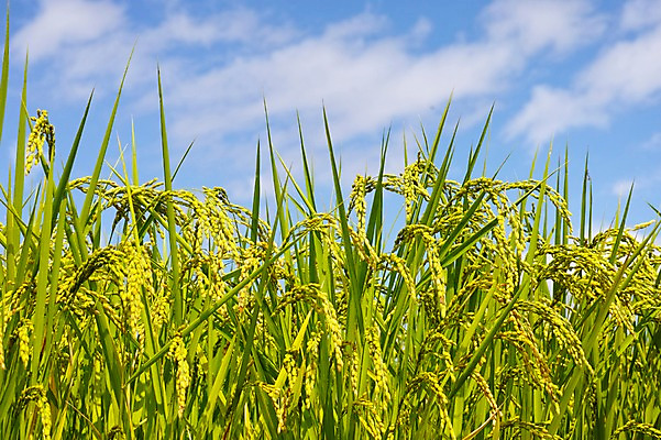 포토 JPG 주간 식물 구름 자연 하늘 곡류 풍경 사람없음 야외 농작물 벼 농촌 이삭 국내포토 자연요소 농업 시골 생태계 파일형식