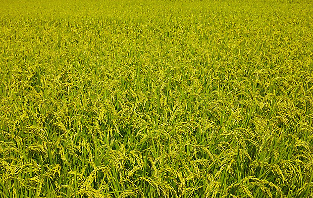 포토 JPG 주간 식물 컬러 백그라운드 자연 곡류 논 풍경 사람없음 야외 초록색 농경지 벼 농촌 이삭 벼농사 국내포토 자연요소 농업 농장 농사 시골 생태계 파일형식