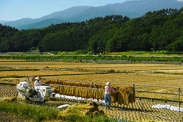포토 JPG 주간 나무 식물 자연 산 논 사람 풍경 야외 두명 농경지 농사 농촌 농부 농기구 국내포토 자연요소 직업 농업 농장 시골 생태계 파일형식