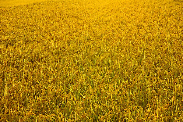 포토 JPG 주간 식물 백그라운드 자연 곡류 논 풍경 사람없음 야외 농경지 벼 농촌 이삭 벼농사 국내포토 자연요소 농업 농장 농사 시골 생태계 파일형식